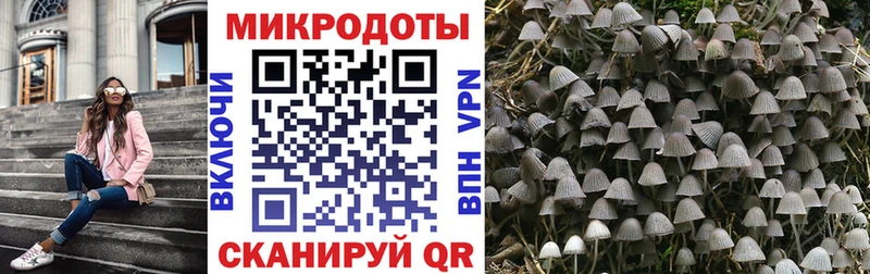 Псилоцибиновые грибы Psilocybe  Чулым 